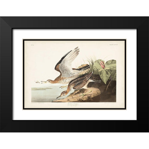 Pl. 303 Bartram Sandpiper Black Modern Wood Framed Art Print with Double Matting by Audubon, John James
