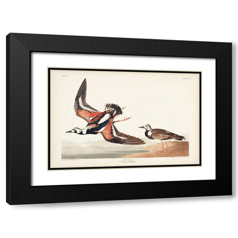Pl. 304 Turn-stone Black Modern Wood Framed Art Print with Double Matting by Audubon, John James