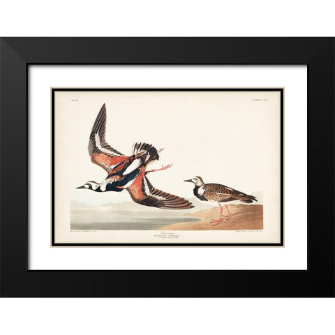Pl. 304 Turn-stone Black Modern Wood Framed Art Print with Double Matting by Audubon, John James