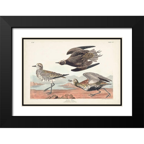 Pl. 300 Golden Plover Black Modern Wood Framed Art Print with Double Matting by Audubon, John James