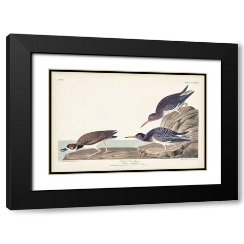 Pl. 284 Purple Sandpiper Black Modern Wood Framed Art Print with Double Matting by Audubon, John James