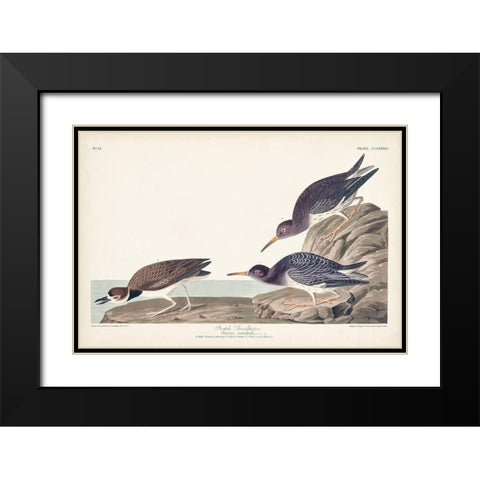Pl. 284 Purple Sandpiper Black Modern Wood Framed Art Print with Double Matting by Audubon, John James