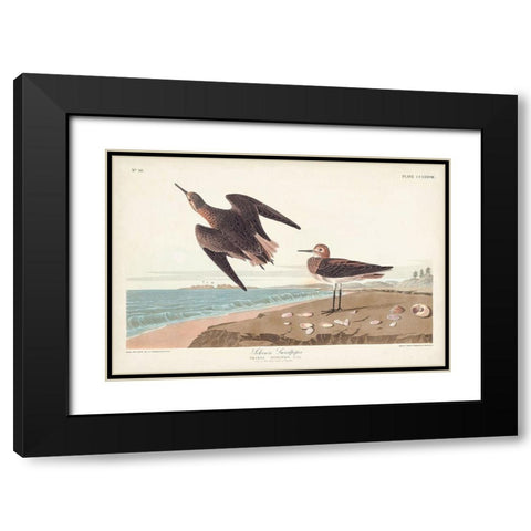 Pl. 278 Schins Sandpiper Black Modern Wood Framed Art Print with Double Matting by Audubon, John James
