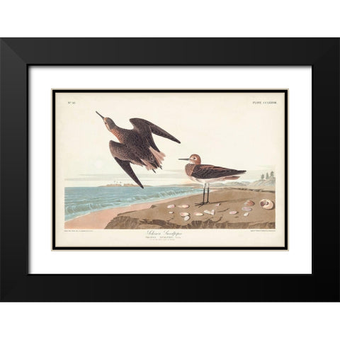 Pl. 278 Schins Sandpiper Black Modern Wood Framed Art Print with Double Matting by Audubon, John James