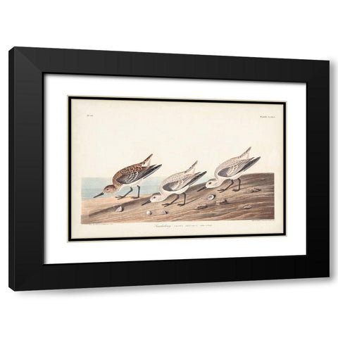 Pl. 230 Sanderling Black Modern Wood Framed Art Print with Double Matting by Audubon, John James
