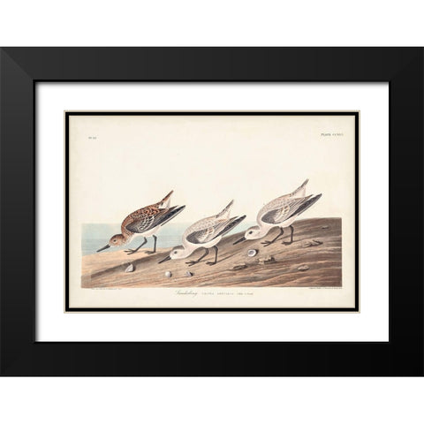 Pl. 230 Sanderling Black Modern Wood Framed Art Print with Double Matting by Audubon, John James