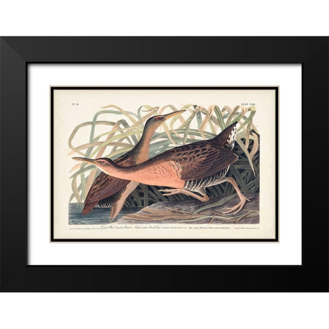Pl. 203 Great Red-breasted Rail Black Modern Wood Framed Art Print with Double Matting by Audubon, John James