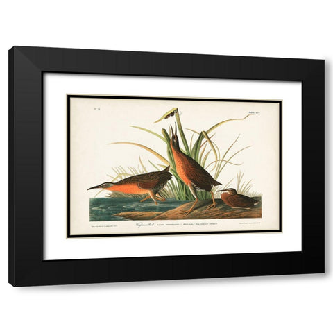 Pl. 205 Virginian Rail Black Modern Wood Framed Art Print with Double Matting by Audubon, John James