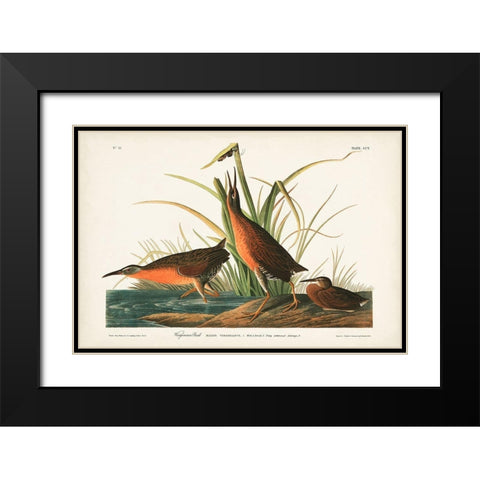 Pl. 205 Virginian Rail Black Modern Wood Framed Art Print with Double Matting by Audubon, John James
