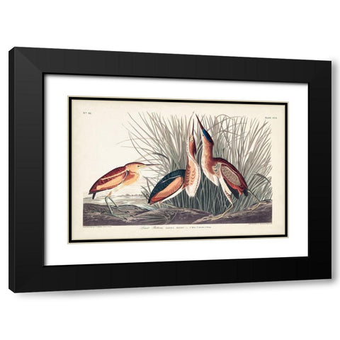 Pl. 210 Least Bittern Black Modern Wood Framed Art Print with Double Matting by Audubon, John James