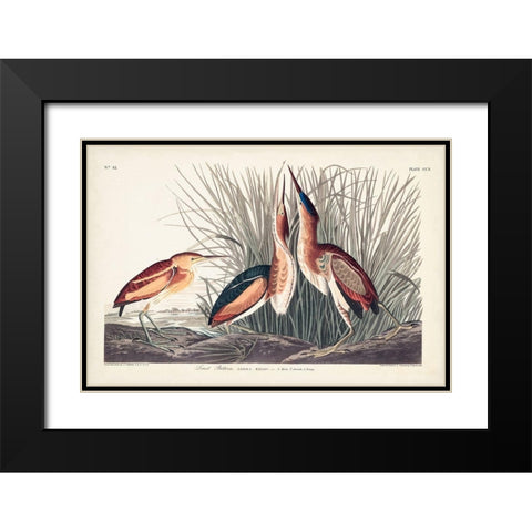 Pl. 210 Least Bittern Black Modern Wood Framed Art Print with Double Matting by Audubon, John James