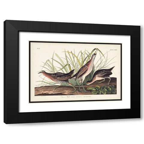 Pl. 233 Rail Black Modern Wood Framed Art Print with Double Matting by Audubon, John James