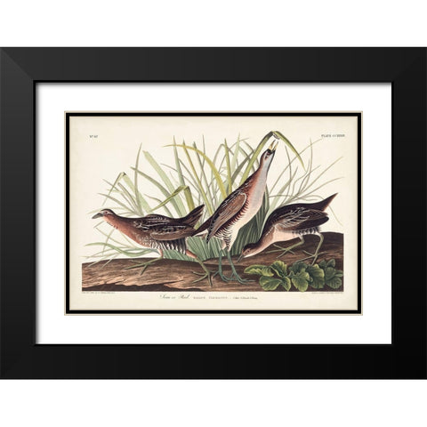 Pl. 233 Rail Black Modern Wood Framed Art Print with Double Matting by Audubon, John James