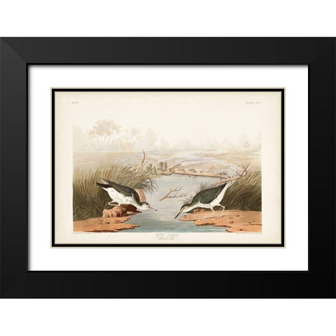 Pl. 310 Spotted Sandpiper Black Modern Wood Framed Art Print with Double Matting by Audubon, John James