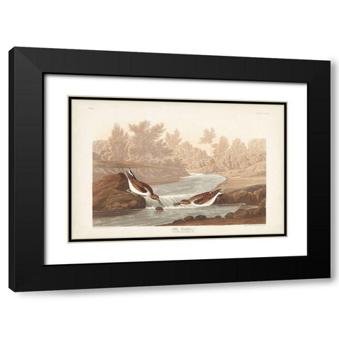 Pl. 320 Little Sandpiper Black Modern Wood Framed Art Print with Double Matting by Audubon, John James