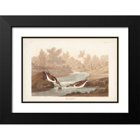 Pl. 320 Little Sandpiper Black Modern Wood Framed Art Print with Double Matting by Audubon, John James