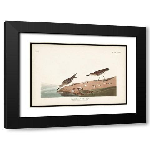 Pl. 405 Semipalmated Sandpiper Black Modern Wood Framed Art Print with Double Matting by Audubon, John James