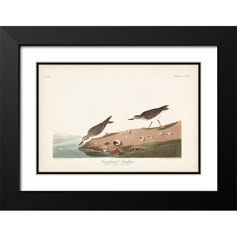 Pl. 405 Semipalmated Sandpiper Black Modern Wood Framed Art Print with Double Matting by Audubon, John James