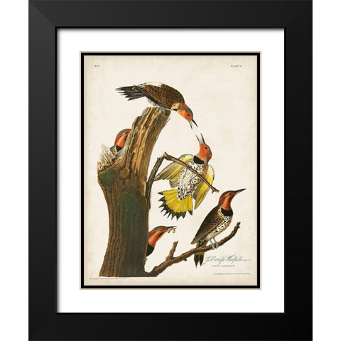 Pl. 37 Gold-winged Woodpecker Black Modern Wood Framed Art Print with Double Matting by Audubon, John James