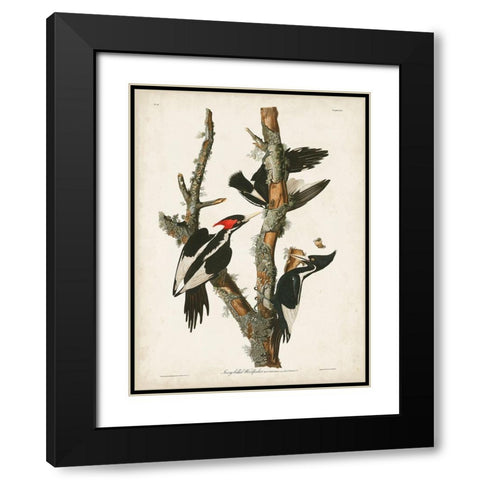 Pl. 66 Ivory-billed Woodpecker Black Modern Wood Framed Art Print with Double Matting by Audubon, John James