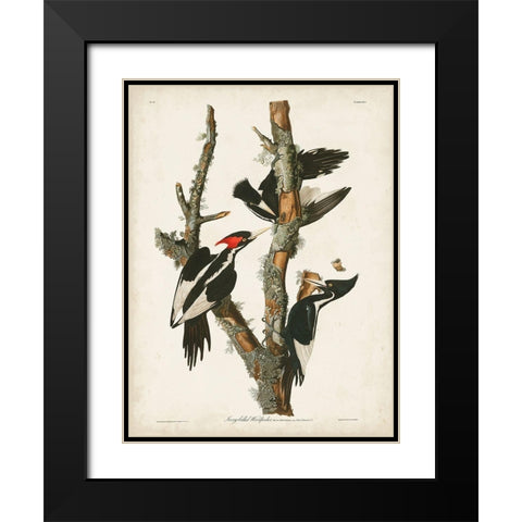 Pl. 66 Ivory-billed Woodpecker Black Modern Wood Framed Art Print with Double Matting by Audubon, John James