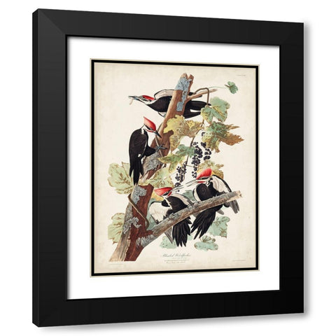 Pl. 111 Pileated Woodpecker Black Modern Wood Framed Art Print with Double Matting by Audubon, John James