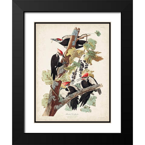 Pl. 111 Pileated Woodpecker Black Modern Wood Framed Art Print with Double Matting by Audubon, John James