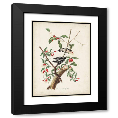 Pl. 112 Downy Woodpecker Black Modern Wood Framed Art Print with Double Matting by Audubon, John James