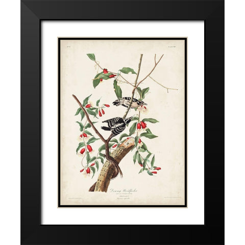 Pl. 112 Downy Woodpecker Black Modern Wood Framed Art Print with Double Matting by Audubon, John James