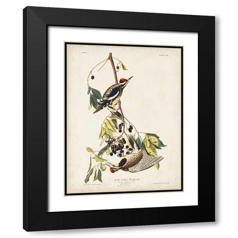 Pl. 190 Yellow-bellied Woodpecker Black Modern Wood Framed Art Print with Double Matting by Audubon, John James