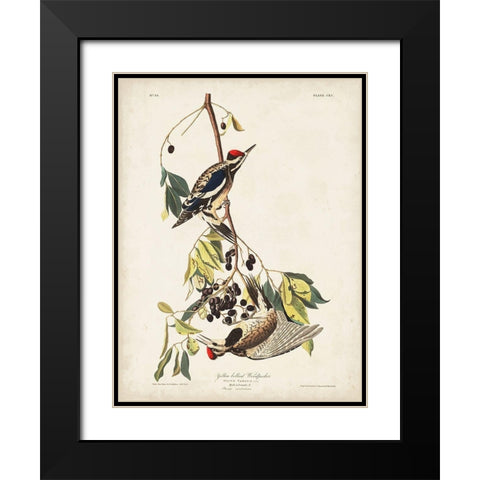 Pl. 190 Yellow-bellied Woodpecker Black Modern Wood Framed Art Print with Double Matting by Audubon, John James