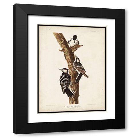 Pl. 389 Red-cockaded Woodpecker Black Modern Wood Framed Art Print with Double Matting by Audubon, John James