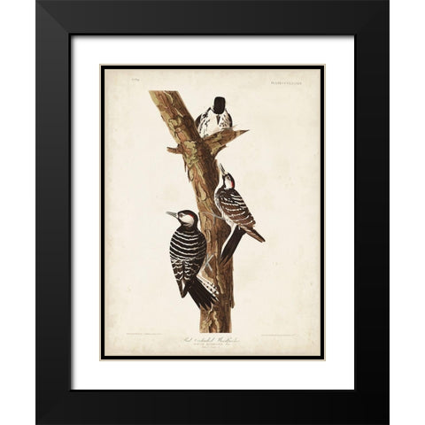 Pl. 389 Red-cockaded Woodpecker Black Modern Wood Framed Art Print with Double Matting by Audubon, John James