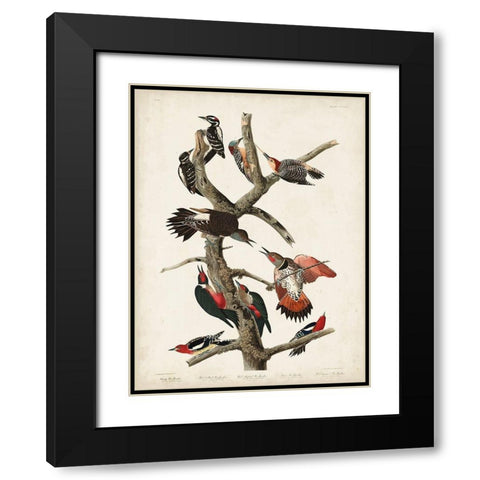 Pl. 416 Hairy Woodpecker Black Modern Wood Framed Art Print with Double Matting by Audubon, John James