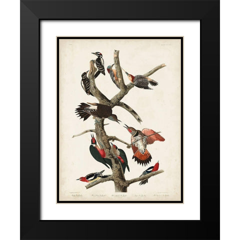 Pl. 416 Hairy Woodpecker Black Modern Wood Framed Art Print with Double Matting by Audubon, John James