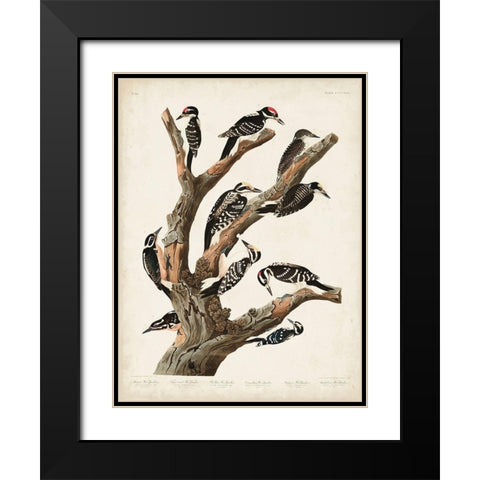 Pl. 417 Marias Woodpecker Black Modern Wood Framed Art Print with Double Matting by Audubon, John James