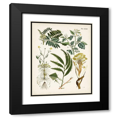 Fanciful Ferns I Black Modern Wood Framed Art Print with Double Matting by Unknown