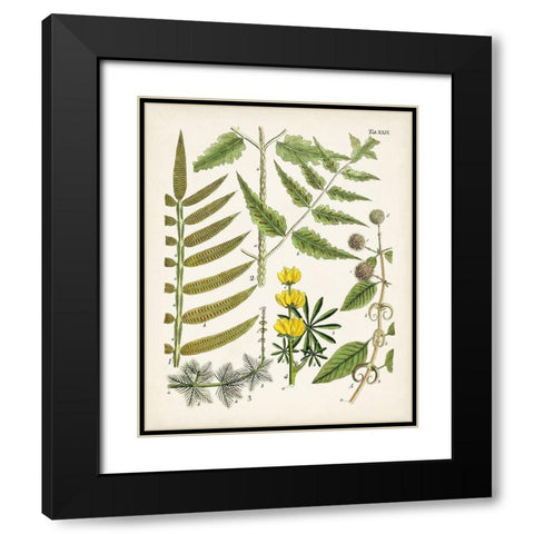 Fanciful Ferns II Black Modern Wood Framed Art Print with Double Matting by Unknown