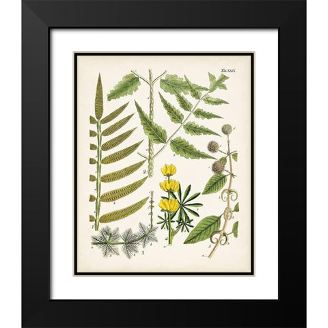 Fanciful Ferns II Black Modern Wood Framed Art Print with Double Matting by Unknown