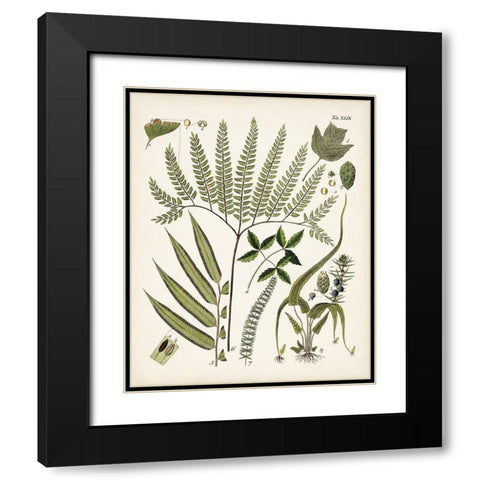 Fanciful Ferns III Black Modern Wood Framed Art Print with Double Matting by Unknown