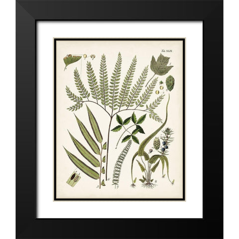 Fanciful Ferns III Black Modern Wood Framed Art Print with Double Matting by Unknown