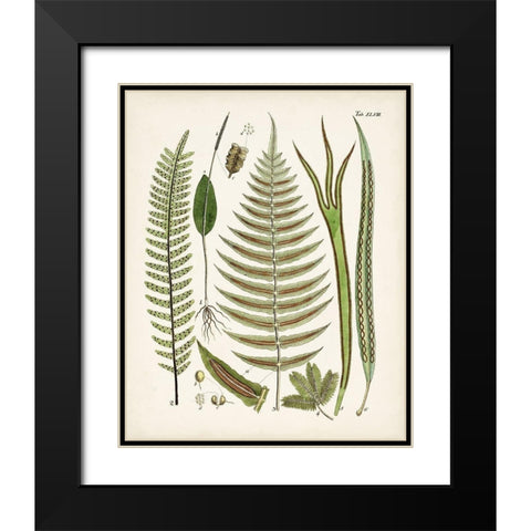 Fanciful Ferns V Black Modern Wood Framed Art Print with Double Matting by Unknown