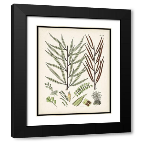 Fanciful Ferns VIII Black Modern Wood Framed Art Print with Double Matting by Unknown