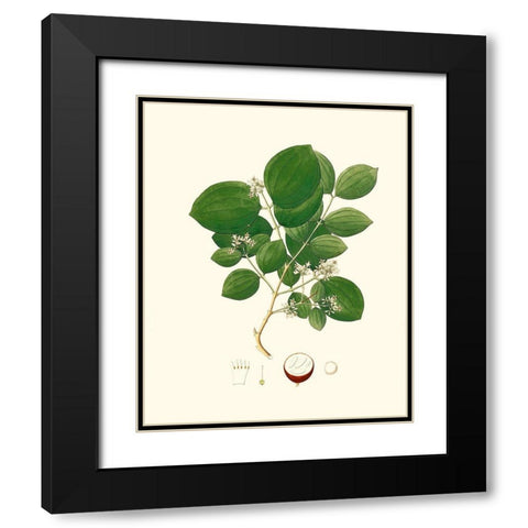 Spring Green Foliage I Black Modern Wood Framed Art Print with Double Matting by Unknown