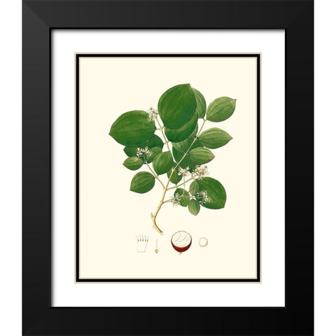 Spring Green Foliage I Black Modern Wood Framed Art Print with Double Matting by Unknown