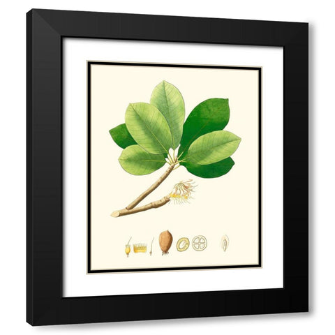 Spring Green Foliage II Black Modern Wood Framed Art Print with Double Matting by Unknown