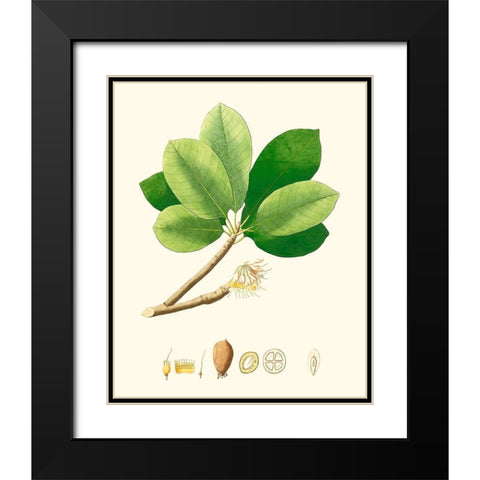 Spring Green Foliage II Black Modern Wood Framed Art Print with Double Matting by Unknown