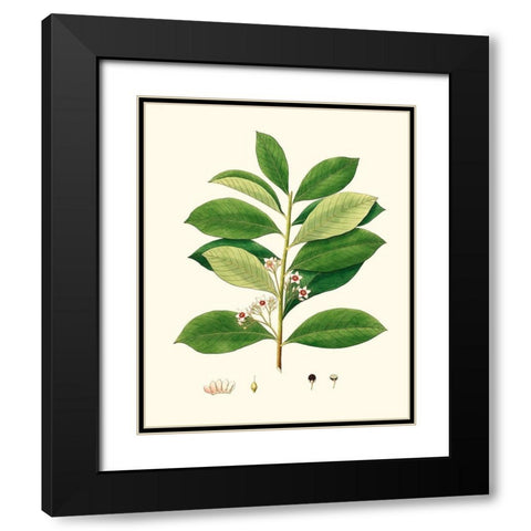 Spring Green Foliage III Black Modern Wood Framed Art Print with Double Matting by Unknown