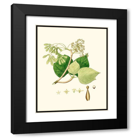 Spring Green Foliage IV Black Modern Wood Framed Art Print with Double Matting by Unknown