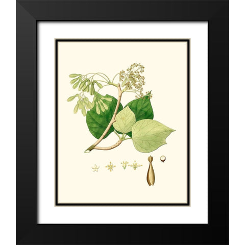 Spring Green Foliage IV Black Modern Wood Framed Art Print with Double Matting by Unknown